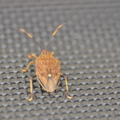 Poecilometis strigatus (Gum Tree Shield Bug) at Wamboin, NSW - 25 Nov 2018 by natureguy