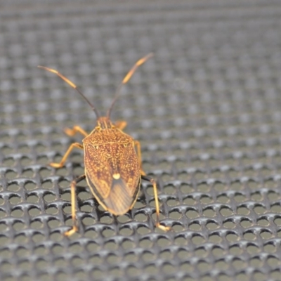 Poecilometis strigatus (Gum Tree Shield Bug) at Wamboin, NSW - 25 Nov 2018 by natureguy