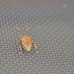 Poecilometis strigatus at Wamboin, NSW - 25 Nov 2018