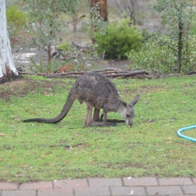 Macropus giganteus (Eastern Grey Kangaroo) at Wamboin, NSW - 27 Nov 2018 by natureguy