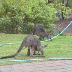 Macropus giganteus at Wamboin, NSW - 27 Nov 2018 04:03 PM