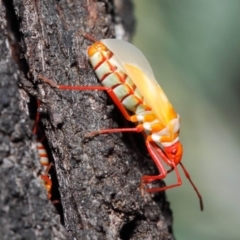 Dindymus versicolor (Harlequin Bug) at Mount Majura - 19 May 2019 by TimL