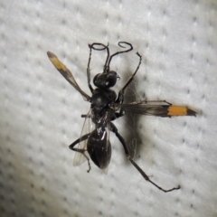 Calopompilus sp. (genus) (Spider wasp) at Conder, ACT - 20 Mar 2019 by michaelb