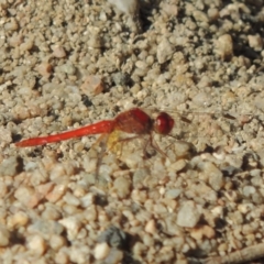 Diplacodes haematodes (Scarlet Percher) at Gordon, ACT - 27 Mar 2019 by michaelb