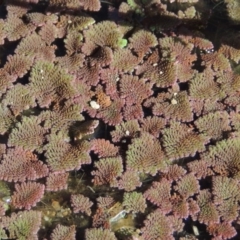 Azolla pinnata (Ferny Azolla) at Point Hut to Tharwa - 27 Mar 2019 by MichaelBedingfield