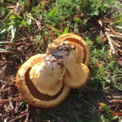 Gymnopilus junonius (Spectacular Rustgill) at Ulladulla, NSW - 24 May 2019 by Evelynm