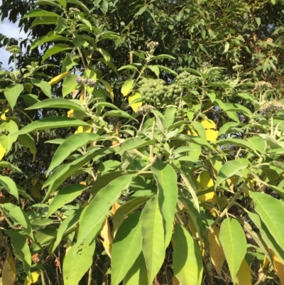 Solanum mauritianum (Wild Tobacco Tree) at Ulladulla, NSW - 23 May 2019 by Evelynm