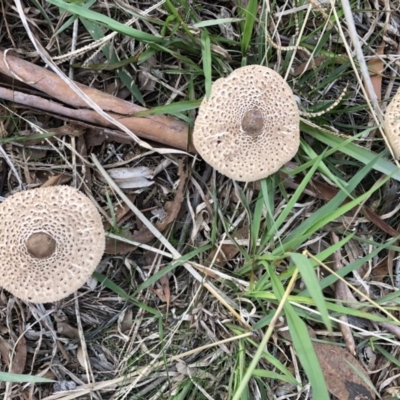 Chlorophyllum/Macrolepiota sp. (genus) at Acton, ACT - 24 May 2019 by TimYiu