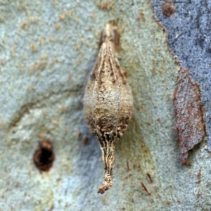 Hyalarcta nigrescens at O'Connor, ACT - 24 May 2019 03:18 PM