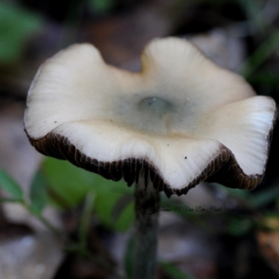 Psilocybe subaeruginosa (Psilocybe subaeruginosa) at Bermagui, NSW - 23 May 2019 by Teresa