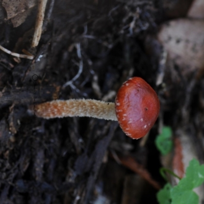 Leratiomcyes ceres (Red Woodchip Fungus) at Bermagui, NSW - 22 May 2019 by Teresa