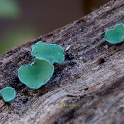 Chlorociboria aeruginascens (Green Stain Elf Cups) at Bermagui, NSW - 22 May 2019 by Teresa