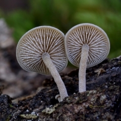 Simocybe sp. at Bermagui, NSW - 23 May 2019 by Teresa