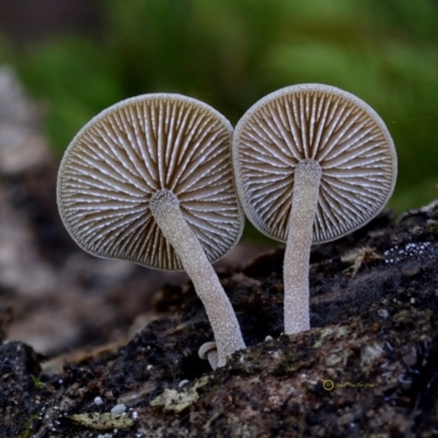 Simocybe sp. at Bermagui, NSW - 23 May 2019 by Teresa