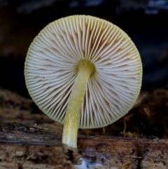 Pluteus romellii at Bermagui, NSW - 23 May 2019 by Teresa