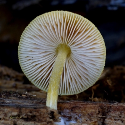 Pluteus romellii at Bermagui, NSW - 23 May 2019 by Teresa