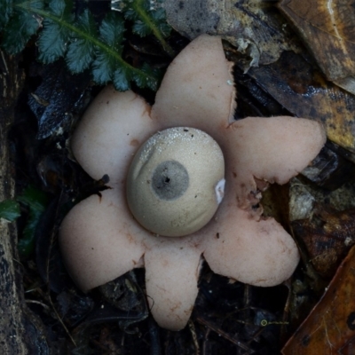 Geastrum triplex (Collared Earth Star) at Bermagui, NSW - 22 May 2019 by Teresa