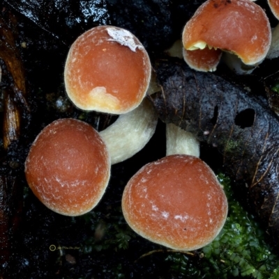 Hypholoma sp. (Hypholoma) at Bermagui, NSW - 22 May 2019 by Teresa