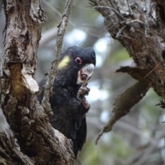 Zanda funerea at Isaacs, ACT - 24 May 2019 03:19 PM