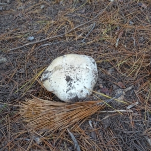 Agaricus sp. at Isaacs, ACT - 24 May 2019 03:31 PM