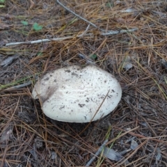 Agaricus sp. at Isaacs, ACT - 24 May 2019