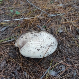 Agaricus sp. at Isaacs, ACT - 24 May 2019 03:31 PM