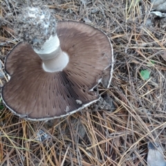 Agaricus sp. at Isaacs, ACT - 24 May 2019