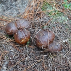 Suillus luteus (Slippery Jack) at Isaacs, ACT - 24 May 2019 by Mike