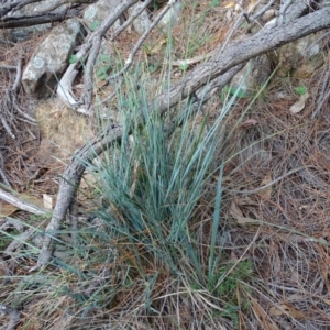 Lomandra filiformis at Isaacs Ridge - 24 May 2019