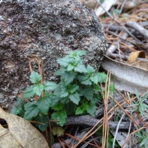 Veronica calycina at Isaacs, ACT - 24 May 2019