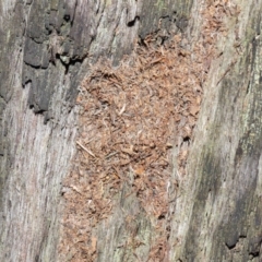 Papyrius nitidus (Shining Coconut Ant) at Hackett, ACT - 24 May 2019 by TimL