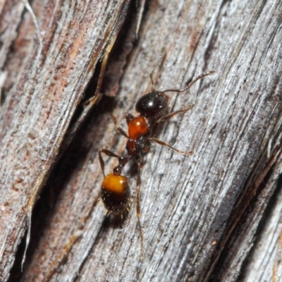 Chelaner kiliani (Kilian's ant) at Hackett, ACT - 24 May 2019 by TimL