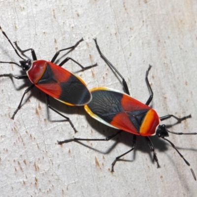 Dindymus versicolor (Harlequin Bug) at Mount Majura - 19 May 2019 by TimL