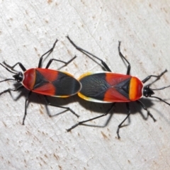 Dindymus versicolor at Majura, ACT - 19 May 2019