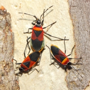 Dindymus versicolor at Majura, ACT - 19 May 2019