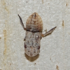 Ledrinae (subfamily) (A Flat-headed Leafhopper) at Mount Majura - 19 May 2019 by TimL