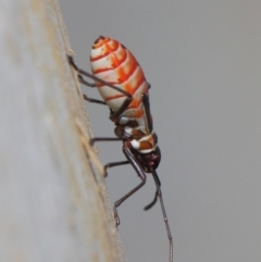 Dysdercus sidae (Pale Cotton Stainer) at Majura, ACT - 19 May 2019 by TimL