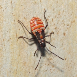 Dysdercus sidae at Majura, ACT - 19 May 2019