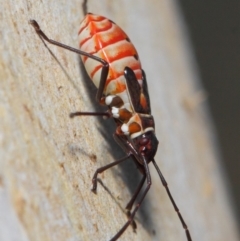 Dysdercus sidae at Majura, ACT - 19 May 2019