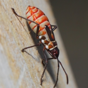 Dysdercus sidae at Majura, ACT - 19 May 2019