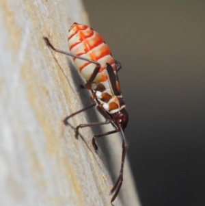 Dysdercus sidae at Majura, ACT - 19 May 2019