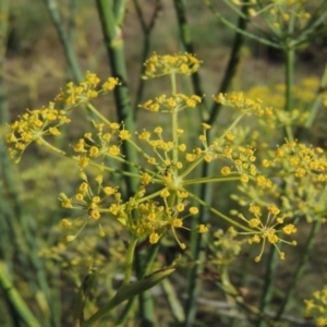 Foeniculum vulgare at Gordon, ACT - 27 Mar 2019