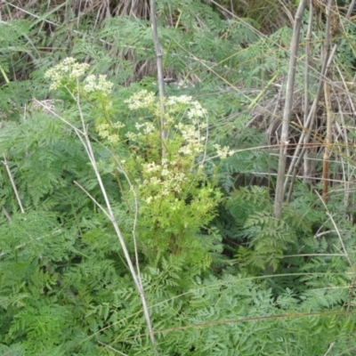 Conium maculatum (Hemlock) at Molonglo River Reserve - 24 May 2019 by Kurt