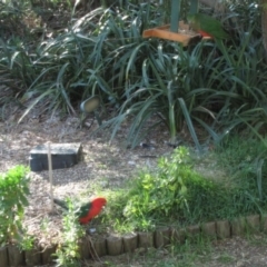 Alisterus scapularis (Australian King-Parrot) at Florey, ACT - 24 May 2019 by Kurt