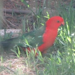 Alisterus scapularis at Florey, ACT - 25 May 2019