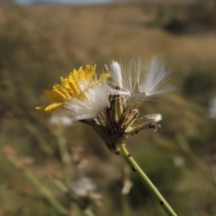 Chondrilla juncea (Skeleton Weed) at Point Hut to Tharwa - 27 Mar 2019 by MichaelBedingfield