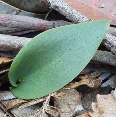 Eriochilus cucullatus (Parson's Bands) at Jervis Bay, JBT - 25 May 2019 by AaronClausen