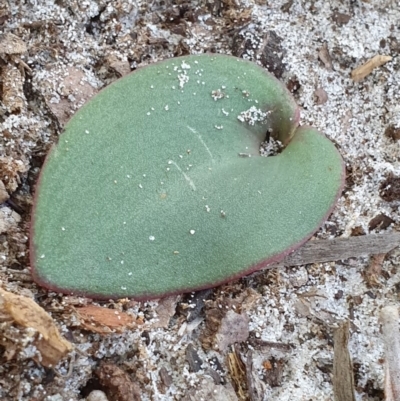 Pyrorchis nigricans (Red Beaks) at Jervis Bay, JBT - 25 May 2019 by AaronClausen