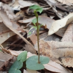 Acianthus sp. (Mayflower Orchid) at Sussex Inlet, NSW - 25 May 2019 by AaronClausen