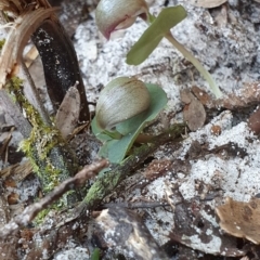 Corybas aconitiflorus (Spurred Helmet Orchid) at Jervis Bay, JBT - 25 May 2019 by AaronClausen